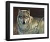 Uninterrupted Stare: Gray Wolf-Joni Johnson-godsy-Framed Art Print