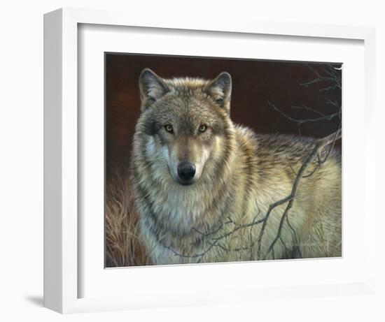 Uninterrupted Stare: Gray Wolf-Joni Johnson-godsy-Framed Art Print