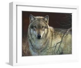Uninterrupted Stare: Gray Wolf-Joni Johnson-godsy-Framed Art Print