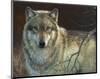 Uninterrupted Stare: Gray Wolf-Joni Johnson-godsy-Mounted Art Print