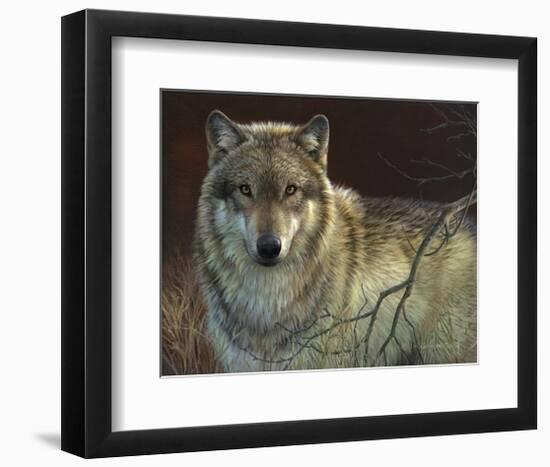 Uninterrupted Stare: Gray Wolf-Joni Johnson-godsy-Framed Giclee Print