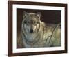 Uninterrupted Stare - Gray Wolf-Joni Johnson-godsy-Framed Art Print