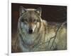 Uninterrupted Stare - Gray Wolf-Joni Johnson-godsy-Framed Giclee Print