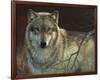 Uninterrupted Stare - Gray Wolf-Joni Johnson-godsy-Framed Giclee Print