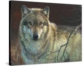 Uninterrupted Stare - Gray Wolf-Joni Johnson-godsy-Stretched Canvas