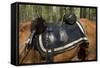 Union Army Saddle and Blanket, Shiloh National Military Park, Tennessee-null-Framed Stretched Canvas