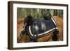 Union Army Saddle and Blanket, Shiloh National Military Park, Tennessee-null-Framed Photographic Print