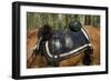 Union Army Saddle and Blanket, Shiloh National Military Park, Tennessee-null-Framed Photographic Print