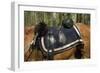 Union Army Saddle and Blanket, Shiloh National Military Park, Tennessee-null-Framed Photographic Print