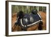 Union Army Saddle and Blanket, Shiloh National Military Park, Tennessee-null-Framed Photographic Print