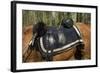 Union Army Saddle and Blanket, Shiloh National Military Park, Tennessee-null-Framed Photographic Print