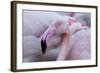 Unique Mildness-Martine Benezech-Framed Photographic Print