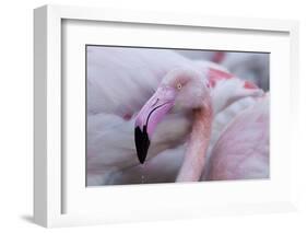 Unique Mildness-Martine Benezech-Framed Photographic Print