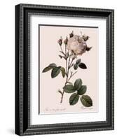 Unique Rose-Pierre Joseph Redoute-Framed Giclee Print