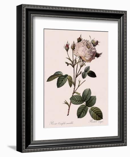 Unique Rose-Pierre Joseph Redoute-Framed Giclee Print