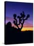 Unique Yucca Tree, Joshua Tree National Park, California, USA-Jerry Ginsberg-Stretched Canvas