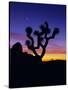 Unique Yucca Tree, Joshua Tree National Park, California, USA-Jerry Ginsberg-Stretched Canvas