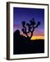 Unique Yucca Tree, Joshua Tree National Park, California, USA-Jerry Ginsberg-Framed Premium Photographic Print