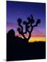 Unique Yucca Tree, Joshua Tree National Park, California, USA-Jerry Ginsberg-Mounted Premium Photographic Print