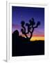 Unique Yucca Tree, Joshua Tree National Park, California, USA-Jerry Ginsberg-Framed Premium Photographic Print