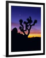 Unique Yucca Tree, Joshua Tree National Park, California, USA-Jerry Ginsberg-Framed Premium Photographic Print