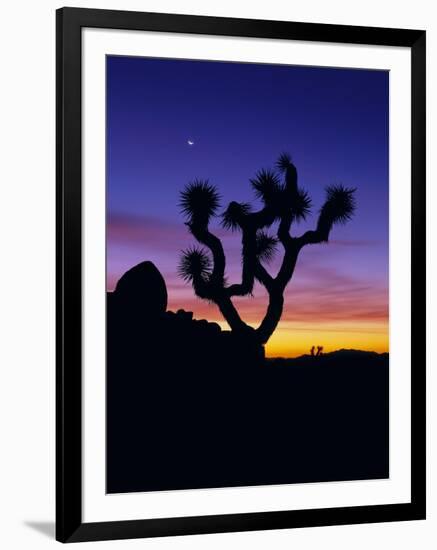 Unique Yucca Tree, Joshua Tree National Park, California, USA-Jerry Ginsberg-Framed Premium Photographic Print