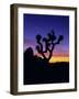 Unique Yucca Tree, Joshua Tree National Park, California, USA-Jerry Ginsberg-Framed Photographic Print