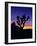 Unique Yucca Tree, Joshua Tree National Park, California, USA-Jerry Ginsberg-Framed Photographic Print