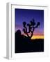 Unique Yucca Tree, Joshua Tree National Park, California, USA-Jerry Ginsberg-Framed Photographic Print