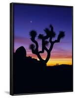 Unique Yucca Tree, Joshua Tree National Park, California, USA-Jerry Ginsberg-Framed Photographic Print