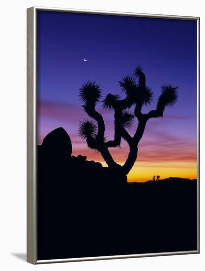 Unique Yucca Tree, Joshua Tree National Park, California, USA-Jerry Ginsberg-Framed Photographic Print