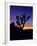 Unique Yucca Tree, Joshua Tree National Park, California, USA-Jerry Ginsberg-Framed Photographic Print