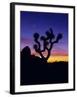 Unique Yucca Tree, Joshua Tree National Park, California, USA-Jerry Ginsberg-Framed Photographic Print