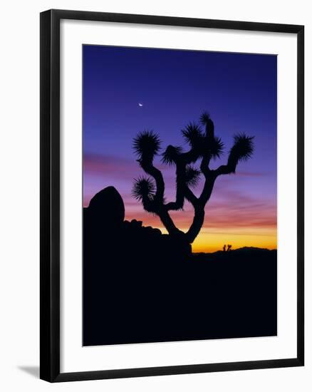 Unique Yucca Tree, Joshua Tree National Park, California, USA-Jerry Ginsberg-Framed Photographic Print