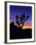 Unique Yucca Tree, Joshua Tree National Park, California, USA-Jerry Ginsberg-Framed Photographic Print
