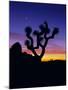 Unique Yucca Tree, Joshua Tree National Park, California, USA-Jerry Ginsberg-Mounted Photographic Print