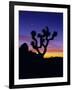 Unique Yucca Tree, Joshua Tree National Park, California, USA-Jerry Ginsberg-Framed Photographic Print