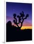 Unique Yucca Tree, Joshua Tree National Park, California, USA-Jerry Ginsberg-Framed Photographic Print