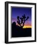 Unique Yucca Tree, Joshua Tree National Park, California, USA-Jerry Ginsberg-Framed Photographic Print