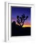 Unique Yucca Tree, Joshua Tree National Park, California, USA-Jerry Ginsberg-Framed Photographic Print