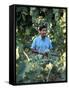 United Farm Workers Leader Cesar Chavez Standing in a Vineyard During the Grape Pickers' Strike-Arthur Schatz-Framed Stretched Canvas