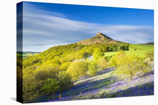 United Kingdom, England, North Yorkshire, Great Ayton. Spring Bluebells at Roseberry Topping.-Nick Ledger-Stretched Canvas