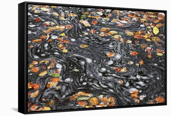 United Kingdom, Uk , Scotland, Highlands , Autumn Foliage Dances Above the Water of the Birks-Fortunato Gatto-Framed Stretched Canvas