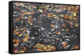 United Kingdom, Uk , Scotland, Highlands , Autumn Foliage Dances Above the Water of the Birks-Fortunato Gatto-Framed Stretched Canvas