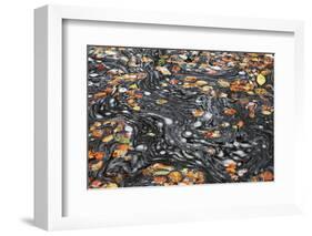 United Kingdom, Uk , Scotland, Highlands , Autumn Foliage Dances Above the Water of the Birks-Fortunato Gatto-Framed Photographic Print