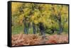 United Kingdom, Uk , Scotland, Highlands , Wind Blows Through the Fern and the Autumn Foliage-Fortunato Gatto-Framed Stretched Canvas