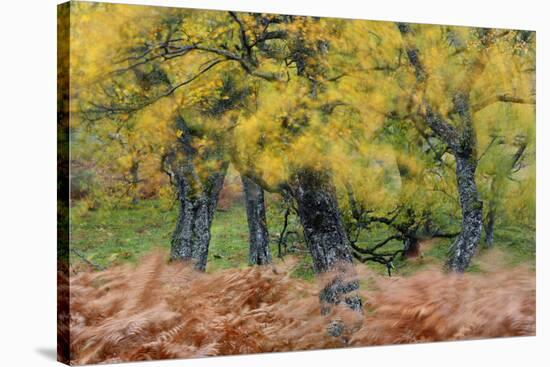 United Kingdom, Uk , Scotland, Highlands , Wind Blows Through the Fern and the Autumn Foliage-Fortunato Gatto-Stretched Canvas