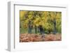 United Kingdom, Uk , Scotland, Highlands , Wind Blows Through the Fern and the Autumn Foliage-Fortunato Gatto-Framed Photographic Print