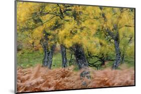 United Kingdom, Uk , Scotland, Highlands , Wind Blows Through the Fern and the Autumn Foliage-Fortunato Gatto-Mounted Photographic Print