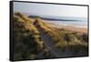 United Kingdom, Wales, Pembrokeshire. Dunes of Freshwater West Beach, Pembrokeshire, Wales.-Kymri Wilt-Framed Stretched Canvas